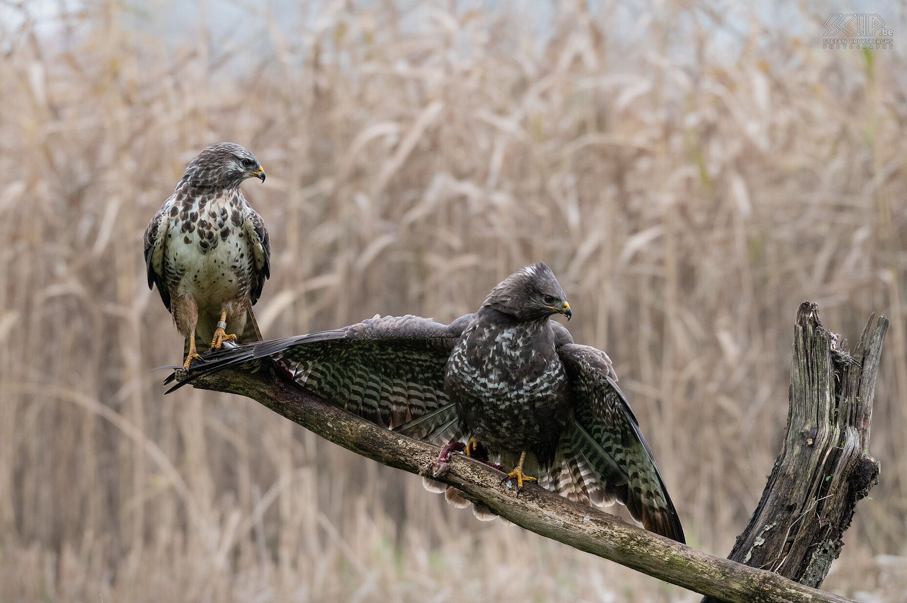 Buzzard Buzzard / Buteo buteo Stefan Cruysberghs